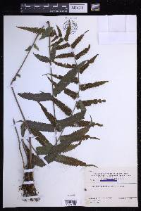 Christella subpubescens image