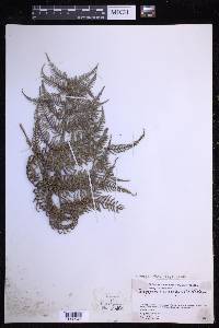 Macrothelypteris polypodioides image