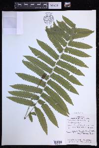 Reholttumia truncata image