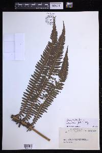 Glaphyropteridopsis erubescens image