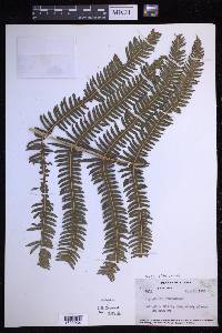 Glaphyropteridopsis erubescens image