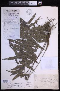 Sphaerostephanos heterocarpos image