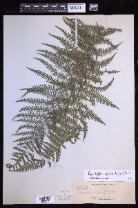 Macrothelypteris polypodioides image