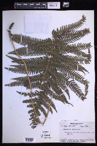 Glaphyropteridopsis erubescens image