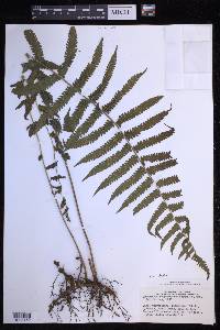 Christella subpubescens image