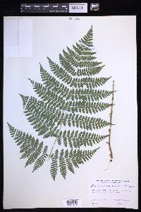 Dryopteris campyloptera image