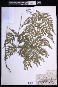 Dryopteris × boottii image