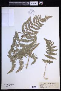 Dryopteris arguta image