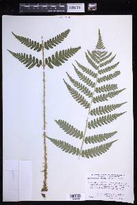 Dryopteris celsa image