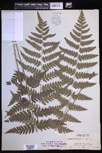 Dryopteris clintoniana image