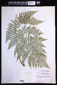 Dryopteris campyloptera image