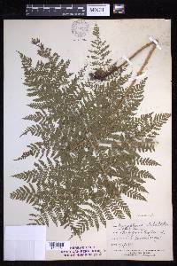 Dryopteris campyloptera image