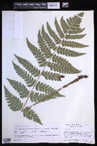 Dryopteris clintoniana image