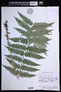 Dryopteris celsa image