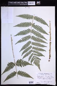 Dryopteris celsa image