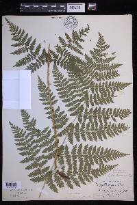 Dryopteris campyloptera image