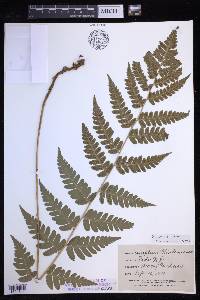 Dryopteris celsa image