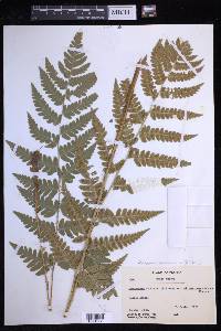 Dryopteris clintoniana image