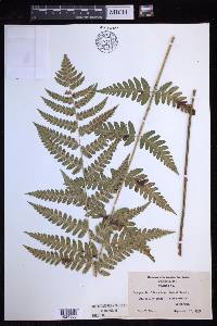 Dryopteris clintoniana image