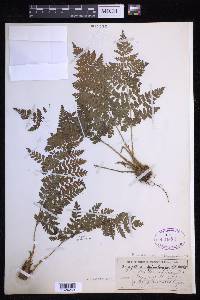 Dryopteris campyloptera image