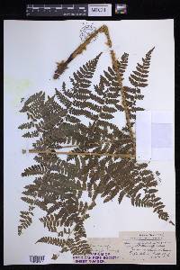 Dryopteris campyloptera image