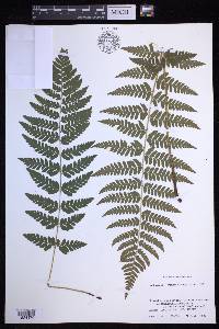 Dryopteris × boottii image