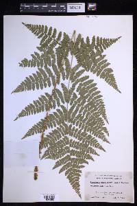 Dryopteris campyloptera image