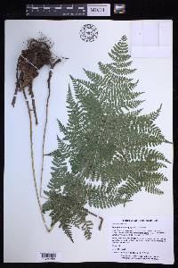 Dryopteris campyloptera image