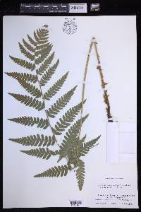 Dryopteris clintoniana image