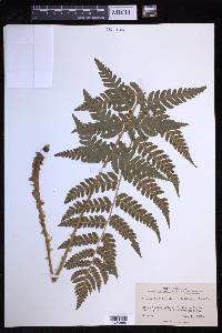 Dryopteris clintoniana image