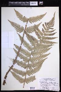 Dryopteris celsa image