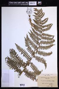 Dryopteris arguta image