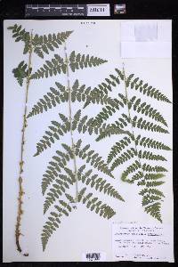 Dryopteris × boottii image