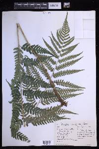 Dryopteris celsa image