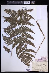 Dryopteris clintoniana image