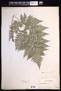 Dryopteris campyloptera image