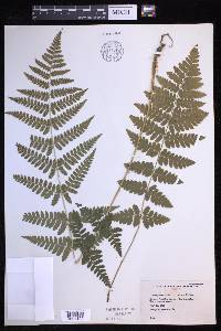 Dryopteris × boottii image