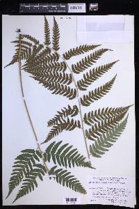 Dryopteris celsa image