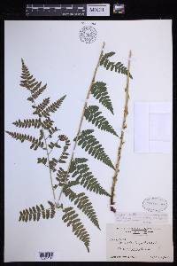 Dryopteris × boottii image