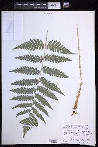 Dryopteris celsa image