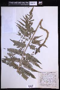 Dryopteris celsa image