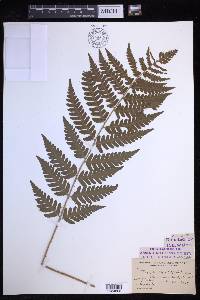 Dryopteris clintoniana image