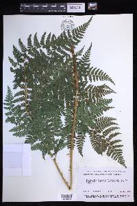 Dryopteris campyloptera image