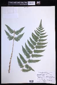 Dryopteris celsa image