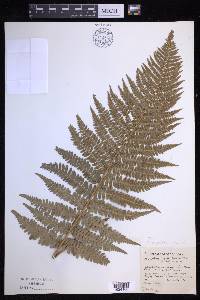 Dryopteris arguta image