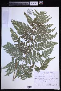 Dryopteris campyloptera image
