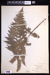 Dryopteris arguta image