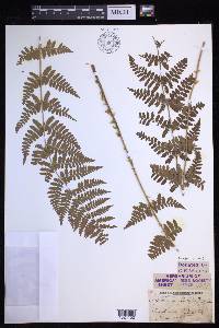 Dryopteris × boottii image