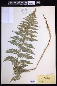 Dryopteris arguta image