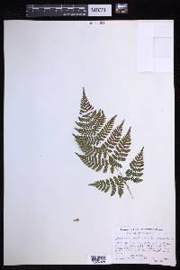 Dryopteris campyloptera image